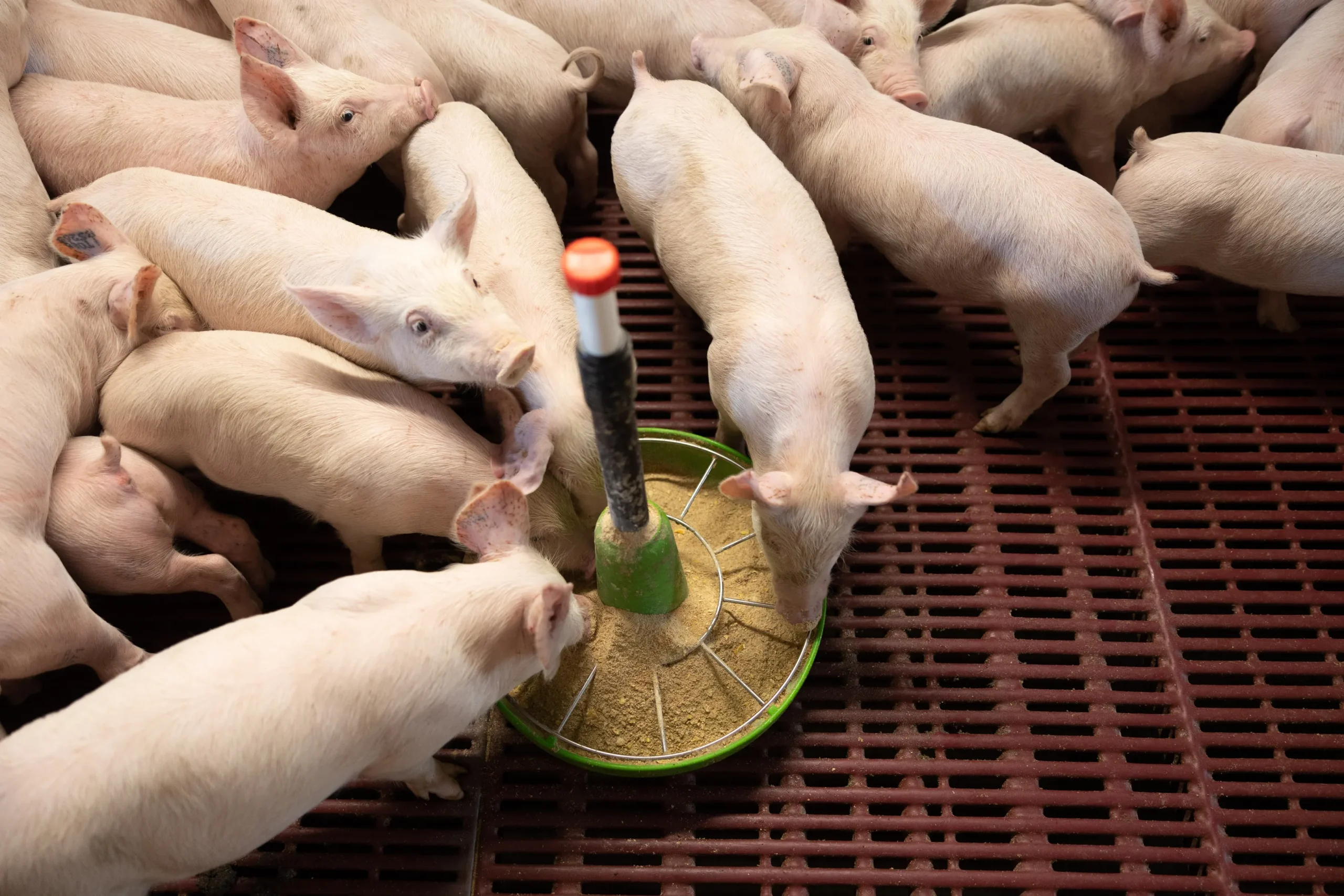 Alimentazione